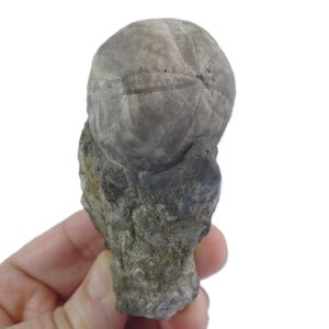 Gitolampas reguanti VENDIDO