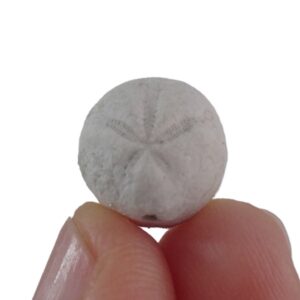 Hemiaster angustipneustes