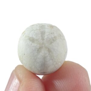 Hemiaster angustipneustes VENDIDO