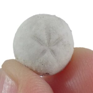 Hemiaster angustipneustes