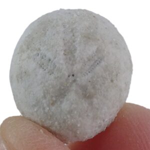 Hemiaster angustipneustes