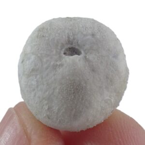 Hemiaster angustipneustes