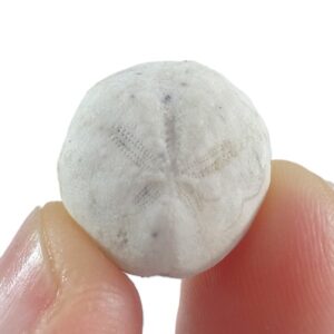 Hemiaster angustipneustes