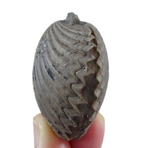 Chlamys biarritzensis