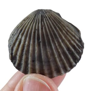 Chlamys biarritzensis