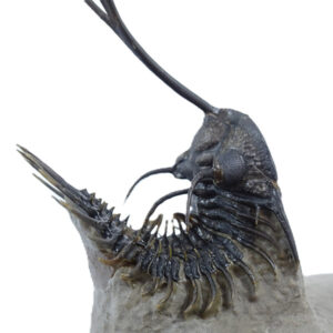 Walliserops trifurcatus