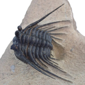 Kettneraspis prescheri