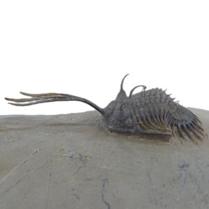 Walliserops trifurcatus