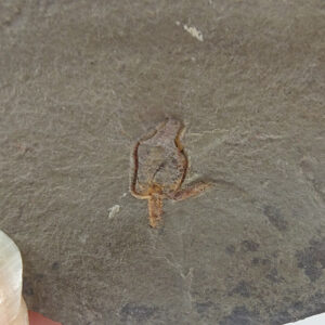 Amygdalotheca griffei