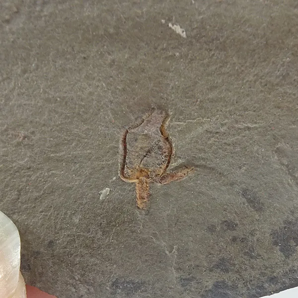 Amygdalotheca griffei