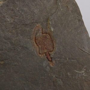 Amygdalotheca griffei