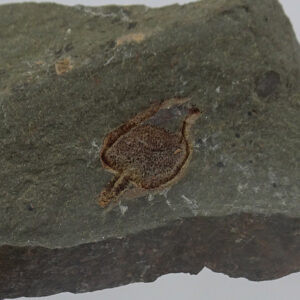 Amygdalotheca griffei