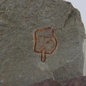 Amygdalotheca griffei