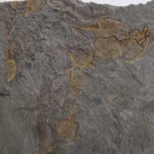 Amygdalotheca griffei  VENDIDO