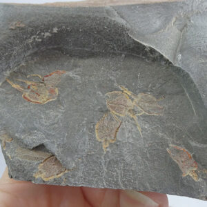 Amygdalotheca griffei