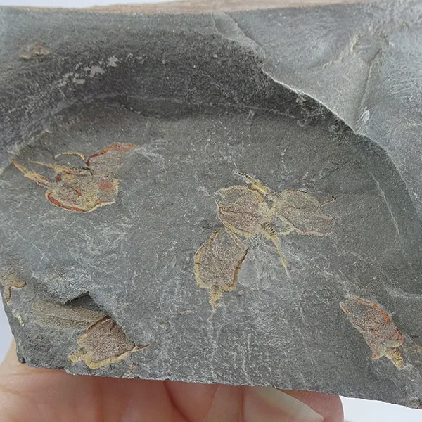 Amygdalotheca griffei