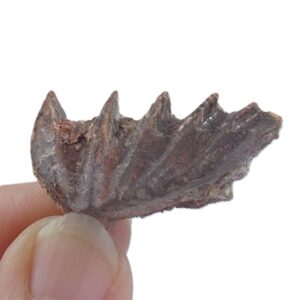 Neoceratodus africanus