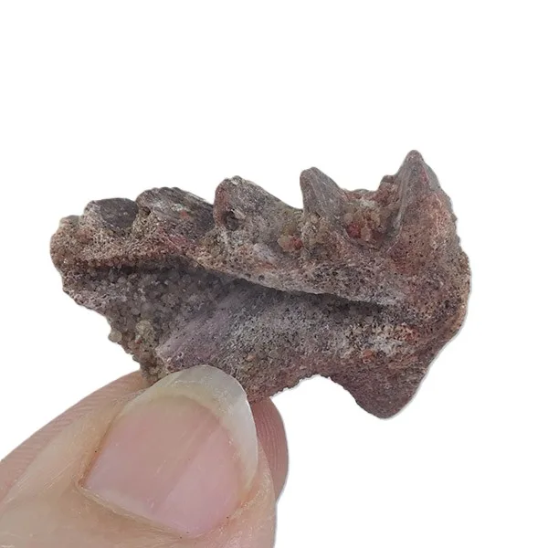 Neoceratodus africanus - Imagen 3