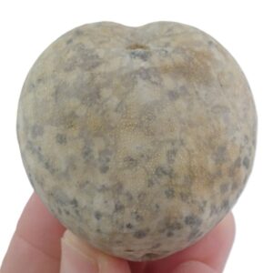 Holaster subglobosus