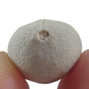 Hemiaster (Bolbaster) prunella