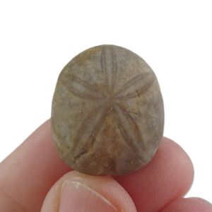 Phyllobrissus pulvinatus