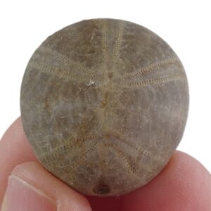 Collyrites elliptica