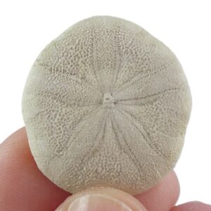 Sismondia intermedia