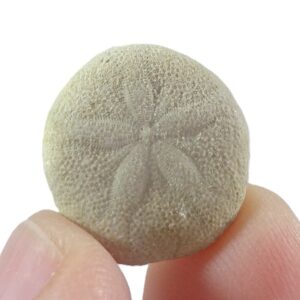 Sismondia intermedia