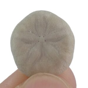 Sismondia intermedia