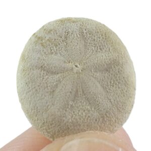 Sismondia intermedia