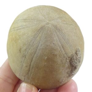 Conoclypeus conoideus