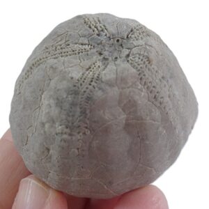 Stenonaster tuberculata VENDIDO