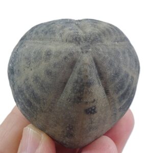 Isomicraster stolleyi