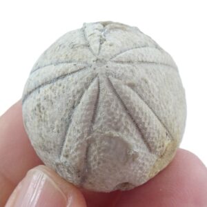 Globator petrocoriensis VENDIDO