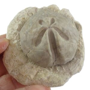 Schizaster parquinsoni