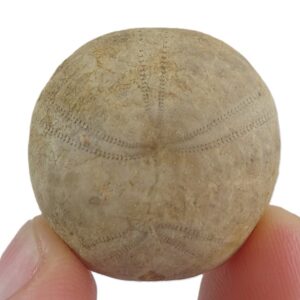 Collyrites elliptica