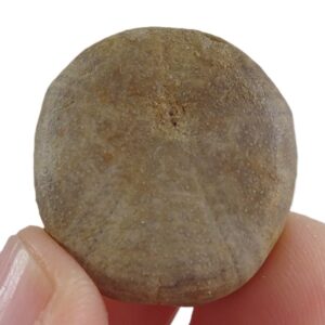 Collyrites elliptica