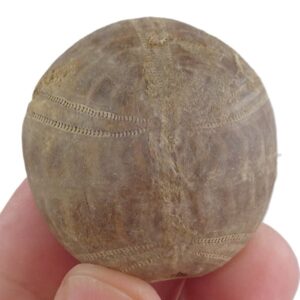 Collyrites elliptica