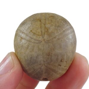 Collyrites elliptica