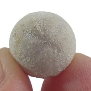 Hemiaster (Bolbaster) prunella