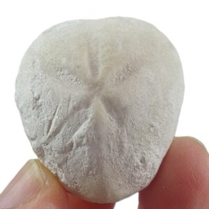 Micraster coranguinum