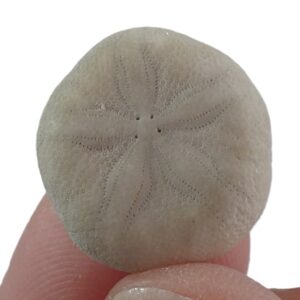 Sismondia intermedia