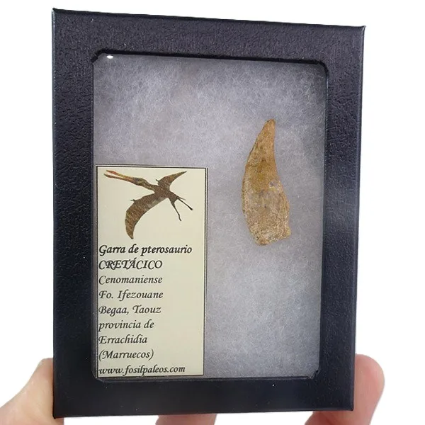 Garra de Pterosaurio - Imagen 2