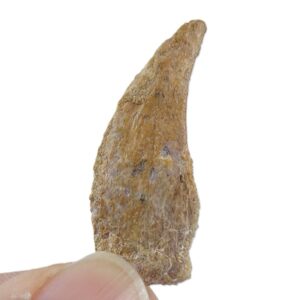 Garra de Pterosaurio