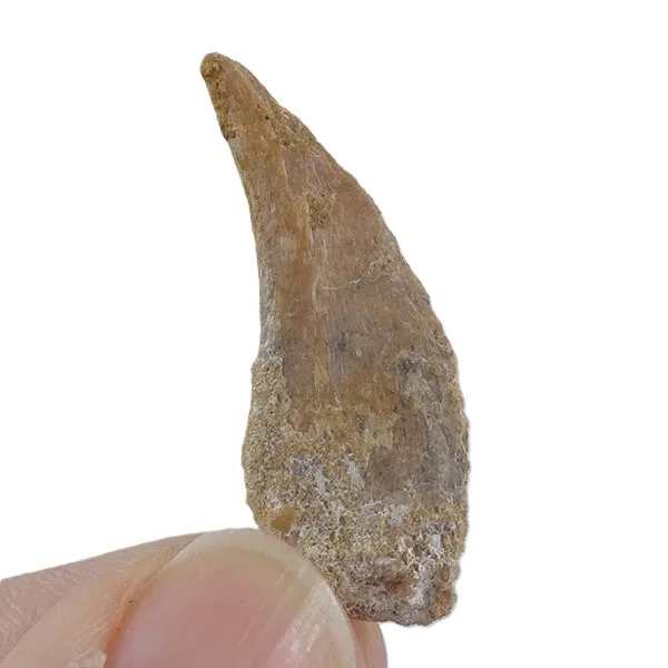 Garra de Pterosaurio - Imagen 3