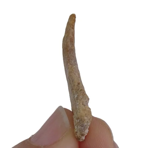 Garra de Pterosaurio - Imagen 4