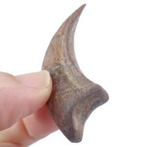 Garra de Pterosaurio VENDIDO