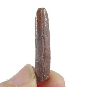 Rebbachisaurus garasbae