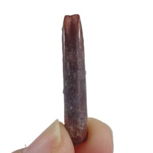 Rebbachisaurus garasbae