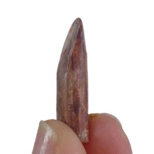 Rebbachisaurus garasbae